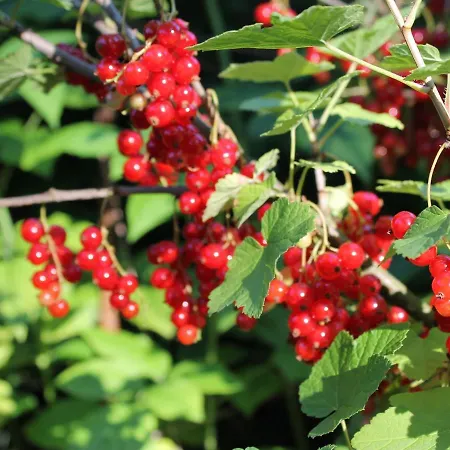 In Kuehlungsborn-west Holiday home